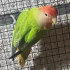 للبيع ذكر روز الي توقف عليه سومه نصيبه