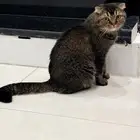 قط سكوتش فولد تايقر للتبني