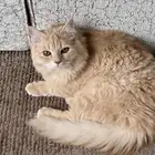 قط شيرازي للبيع