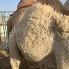 الابل قعدان