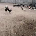 دجاج بلدي فيومي عربي