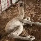 للبيع حاشي عمره 7 ايام