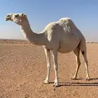 بكره لقحه   ناقه ام رابع لقحه سليمة العيوب كاملة الشروط