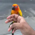 فرخ صني كنيور اليف جدا