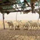 بهم للبيع