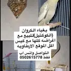 بغباء مروان للبيع مع ملتزماته كلمله