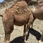 حاشي لباني على الحليب 6 اشهور