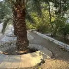 موقع الاستراحة بوضه تابعه لمحافظة الدرعية