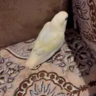 روز انتاج صحه وتغريد على السوم والله يبارك ي رب