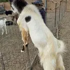 تيس فحل هولندي