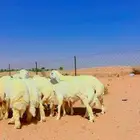 ذبايح حري مغلقه