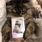 قطوه صغيرا