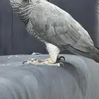 للبيع كاسكو الايف متكلم