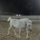 اسطبل نجوم الكردي في المدينه المنوره الجرف إيواء خيل تدريب