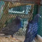 جوز صنعاني او صنعاوي