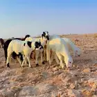 سواكن جذعان مغلقه