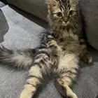 للتبني