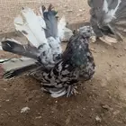 تم البيع الله يبارك لراعية