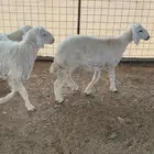 طليان ذبايح للبيع