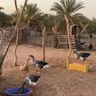 طيور وز للبيع