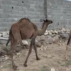 بكره كفو عمرها 6 الى 7 شهور