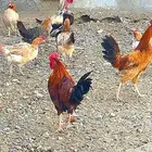 دجاج بلدي حضان