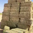 برسيم مخلوط
