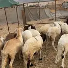 5 سواكني ثنيان اهل الكابلي