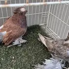 حمام بخاره