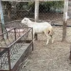 مشروع رفيدي فاخر