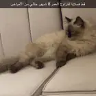 قط للتزاوج هملايا