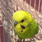 ببغاء.بادجي