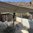 ضان مقاني بالفحل