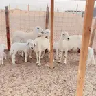 جده