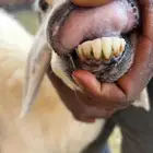 للبيع خلفه حريه تحته رخل و طلي