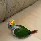 فرخ كنيور يلو سايد لا يفوتكمم