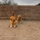 براهما بوف فاخر
