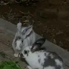 للبيع ارانب