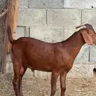 مشروع فحل ادهم كلهاري