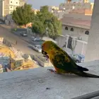 ببغاء مفقود بالخبر