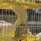 جربوع مجانا  شرق الرياض