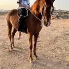 فرس للبيع