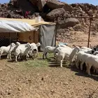 بهم خرفان ورخال طيبه