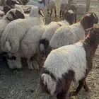 ذبايح نعيمي حري نجدي تيوس سواكني