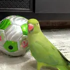 دره هندي اليف