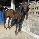 حصان شعبي