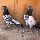 زوج تيدي