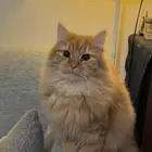 قط للتبني ذكر عمره 9 مو معقم