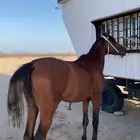 حصان شعبي