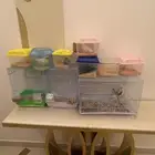 طيور روز و كروان مباعه